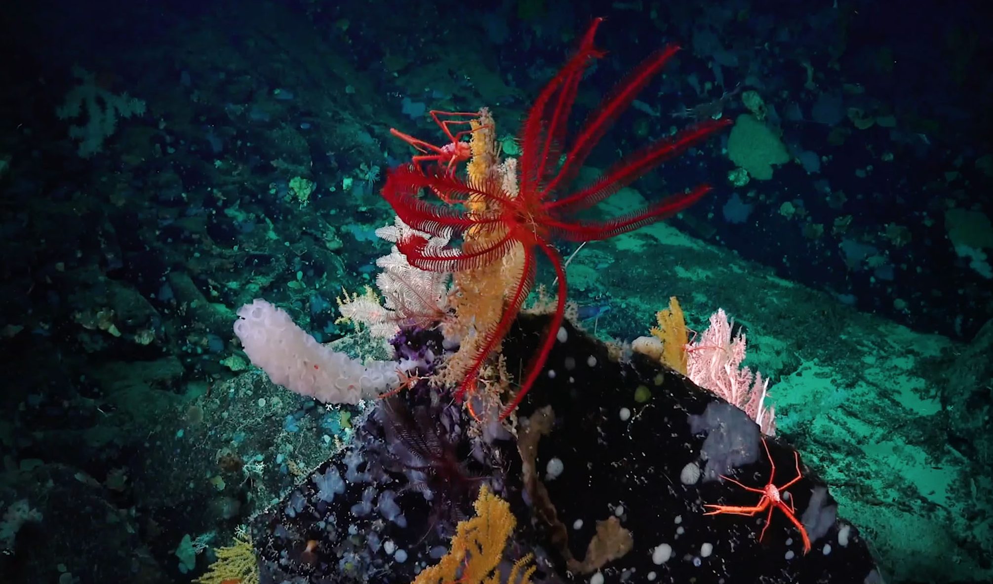 New Deep Sea Animal Discoveries Warrant Expanded Protections in Costa