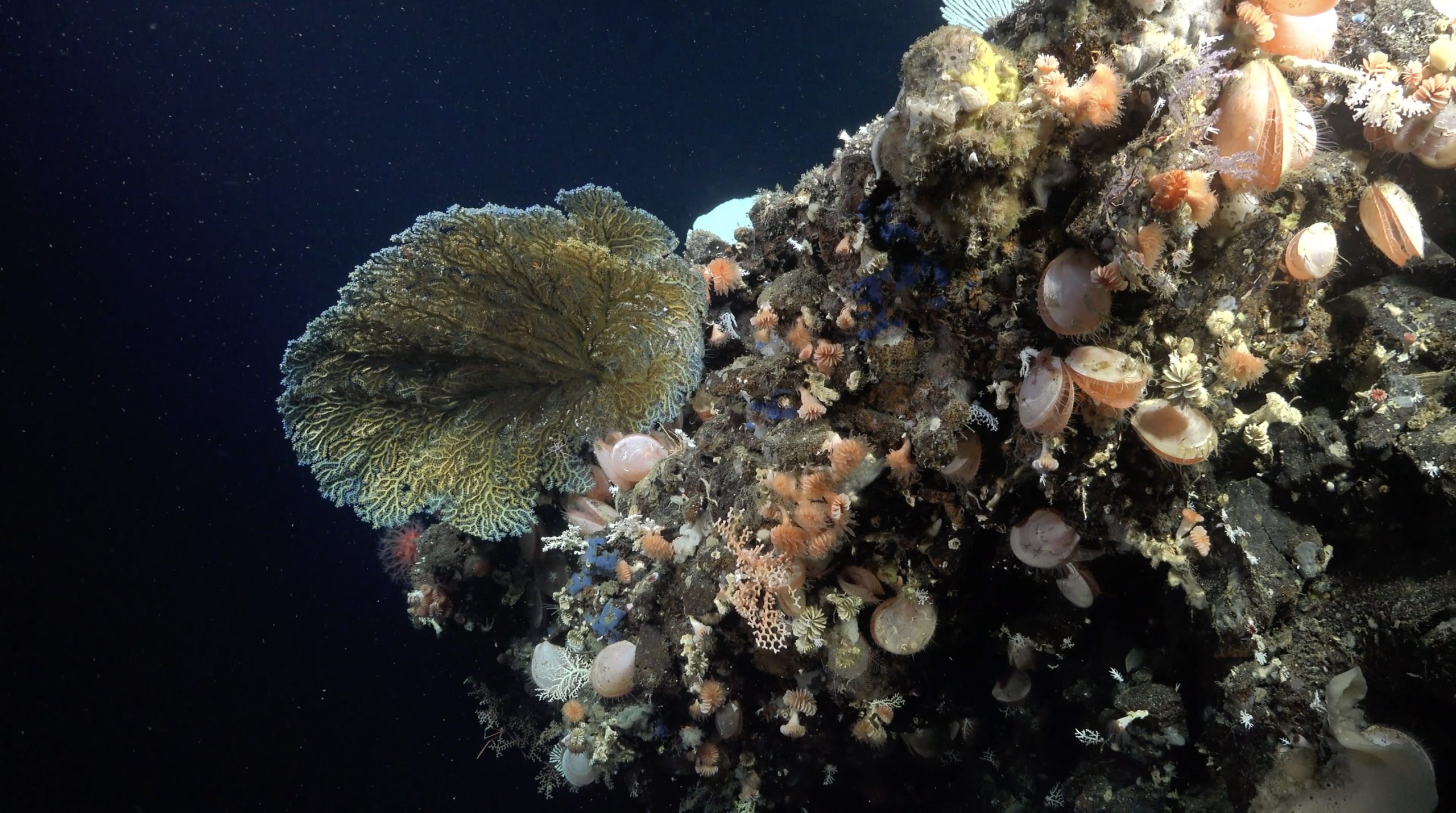 Deep Sea Details | Video Update - Schmidt Ocean Institute