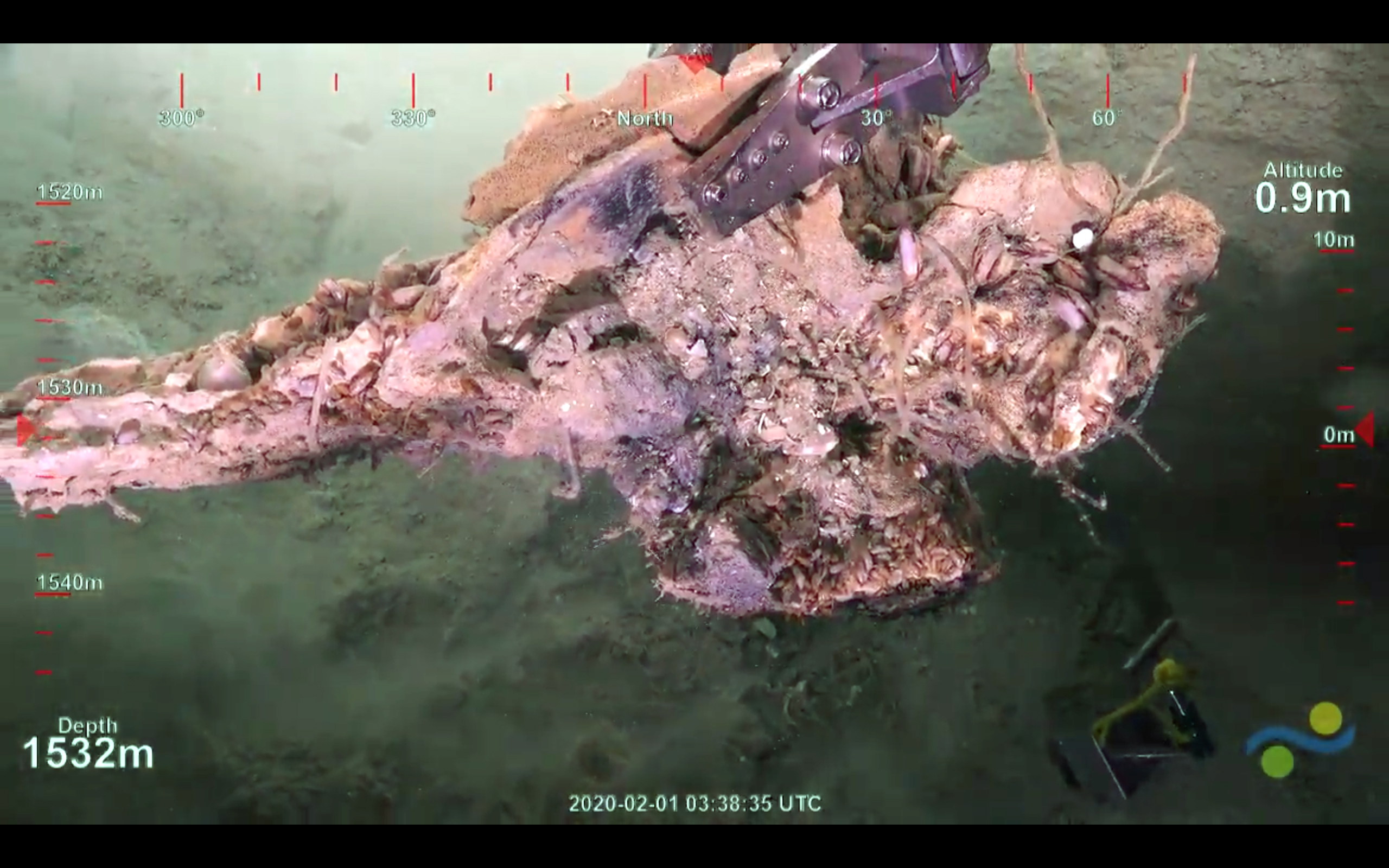 Whale Fall Video - Deep-Sea Coral and Canyon Adventure - Schmidt Ocean ...