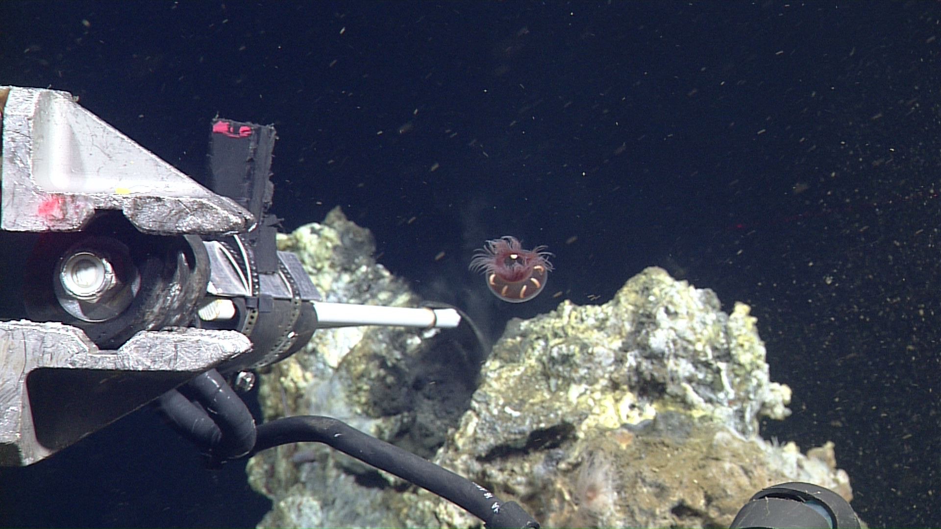 Exploring the Hydrothermal Vents of the Pescadero Basin - Schmidt