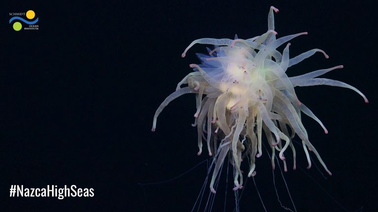 Bathyphasa Siphonophore