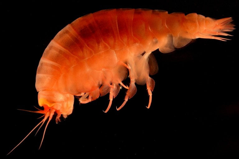 So far scientists on board have been able to collect several hundred amphipods from various depths in the Mariana Trench. These collections range from ones that are just a few mm long right up to the supergiants that reach over 30 cms.