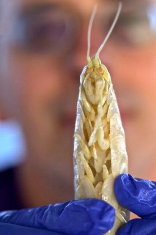 A giant amphipod collected at 8,000 meters near Papua New Guinea, with Doug Bartlett in the background.