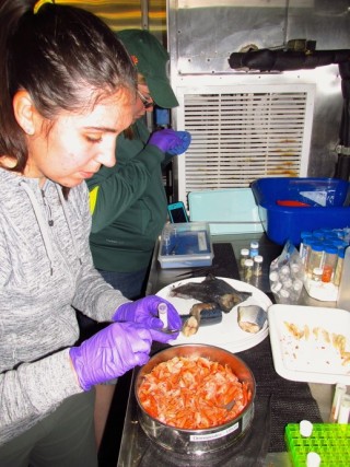 Students Anna and Caitlin work hard sorting amphipods in the cold room. 