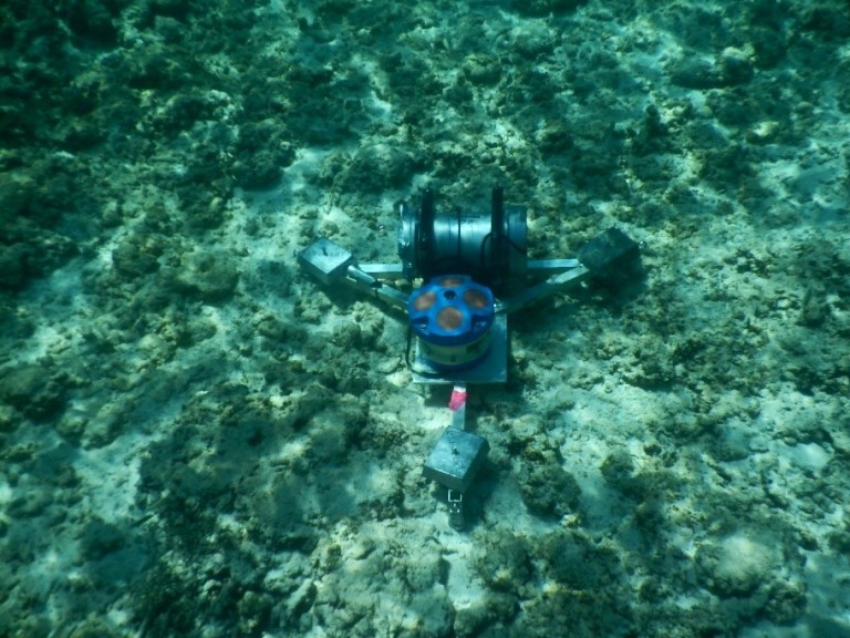 The scientists snorkel on the reefs to deploy the instruments. 