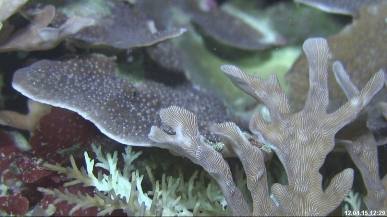 High definition cameras enable researches to view individual coral polyps.