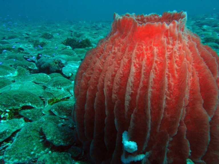 Sponge and mushroom corals 40m deep on an unnamed shoal.