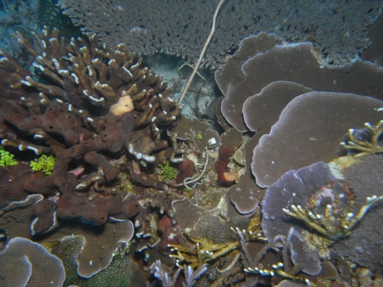 Dense coral such as this is found on the tops of the shoals.
