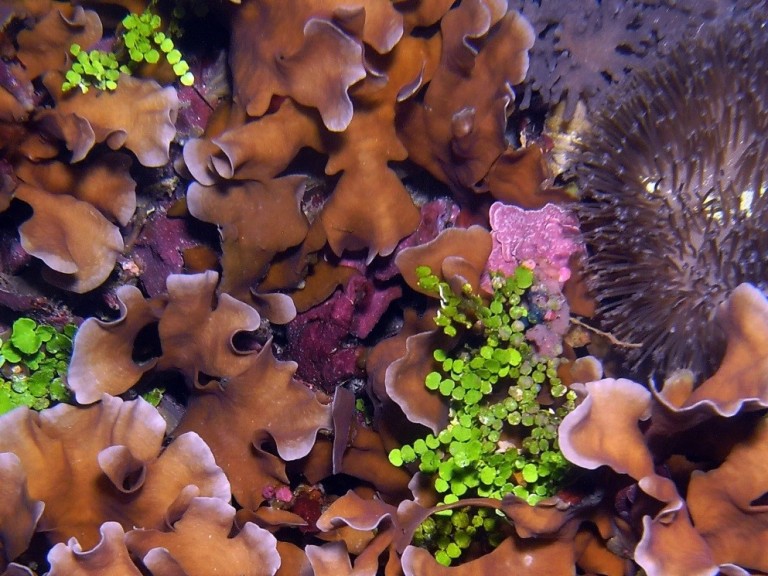 The bright green calcareous algae Halimeda, shown here along with corals, is very common and is thought to be a key producer of the carbonate sands making up the shoals. 