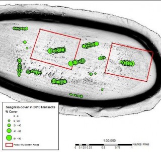 Planned multibeam and video quadrates used to detect temporal changes in the reef community. Green dots indicated seagrass coverage on the top of Vulcan Shoal form surveys in 2010.