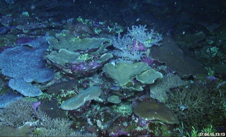 Andrew Heyward estimates that the disease/bleaching detected in the coral reefs would be less than 1%. 