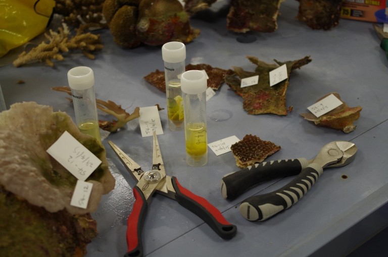 Preparing coral samples for later taxonomic and genetic analyses. 