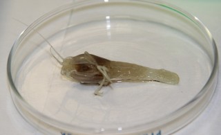 One of the shrimp that Max and Cindy brought back on board for their food-chain studies.