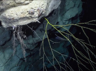 A calcitic bamboo coral from Perth Canyon. 