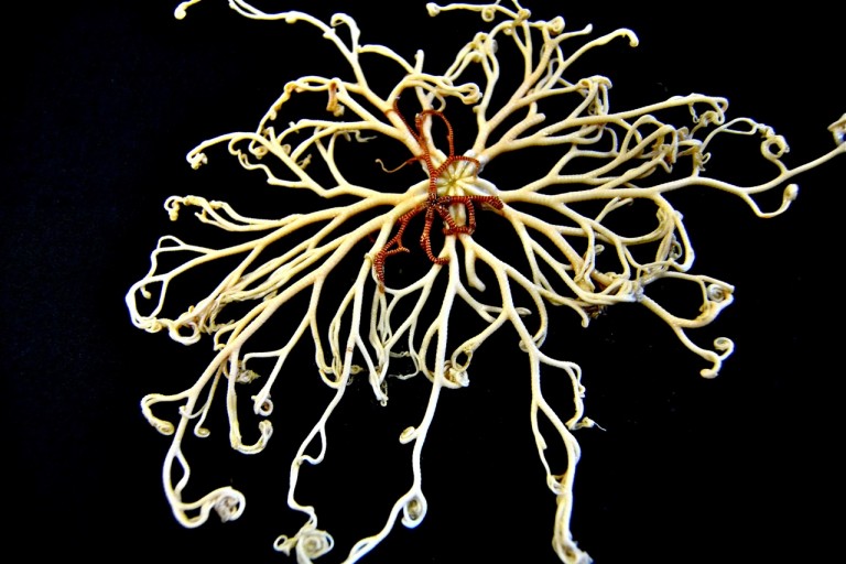 A pair of basket stars collected at Dream Bank. The red striped male is smaller and spends its life latched onto the much larger and more intricately patterned female.