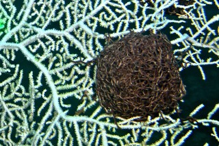 A basket star clumped on a sea fan.