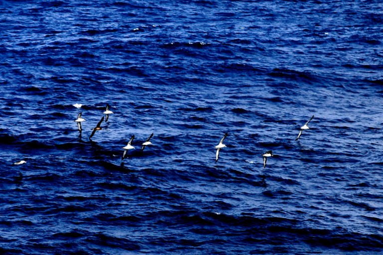The birds above the seamount.