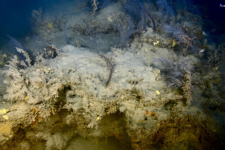 A ledge with scattered black corals. 