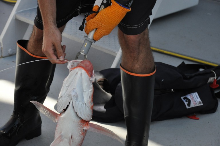 Fish captured at one of the artificial reefs.