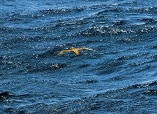 Janet the non-gender-specific Gannett gliding over the ocean waves in search of succulent flying fish.