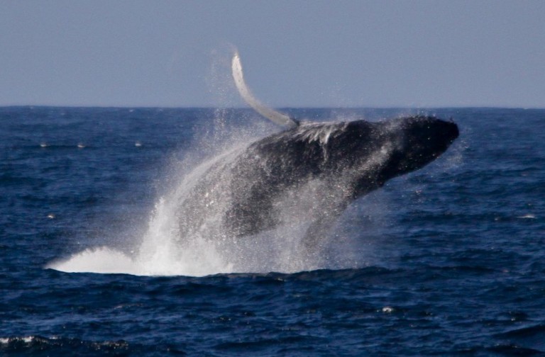 A humpback breaching this morning.