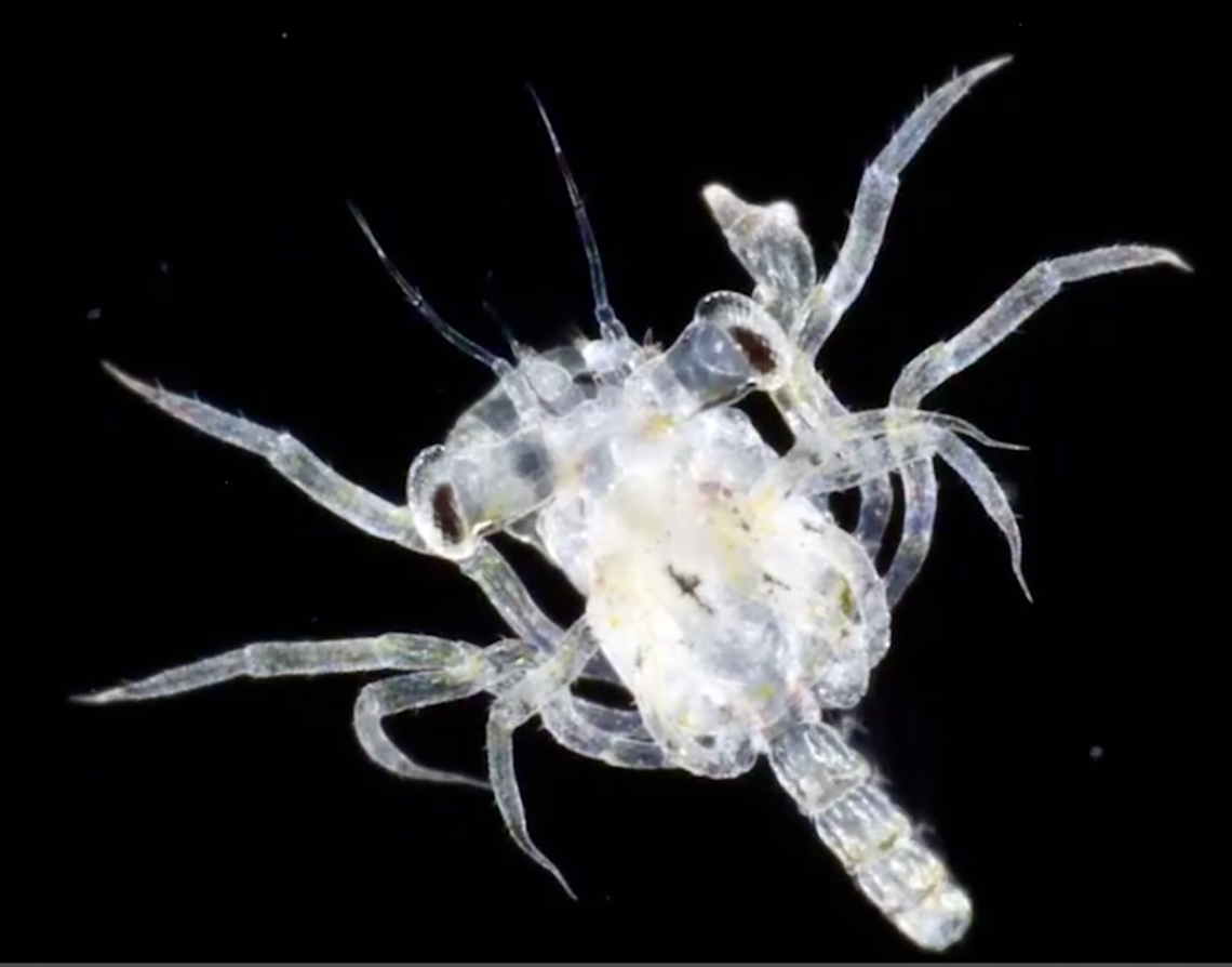 Biogeography 101 Schmidt Ocean Institute