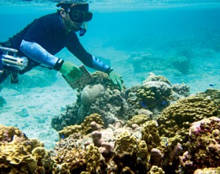 Dr. Dan Barshis collecting tiles that were placed on the reef to assess coral settlement rates. Coral recruits that settle on the ceramic tiles can be counted, identified and genotyped to assess their population of origin