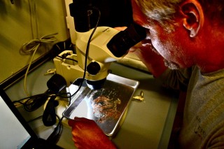 David Hicks examining a sample. 