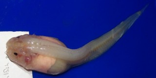 Another beautiful hadal snailfish from the deep sea. Humans and snailfish are more similar to one another than some of the deep microbe samples! 