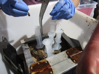 Six mini-cores in the "jaws' of the Rock Grabber and one itty-bitty core in the gloved hand are prepared for five researchers. This mud is from the 5.5 miles deep.