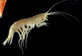 Another great amphipod