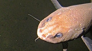 A rattail found at around 6000 m; the fish is approximately 60-70 cm.