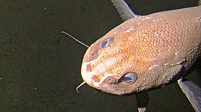 New Species and Surprising Findings in the Mariana Trench - Schmidt Ocean  Institute