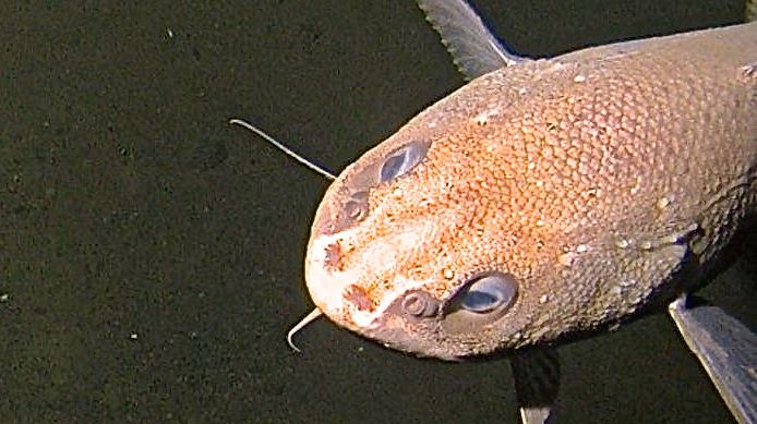 mariana trench fish