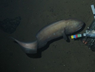 Cusk-eel, 60-70 cm. 