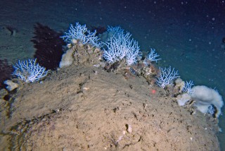 Deep-sea corals in the Mediterranean. 