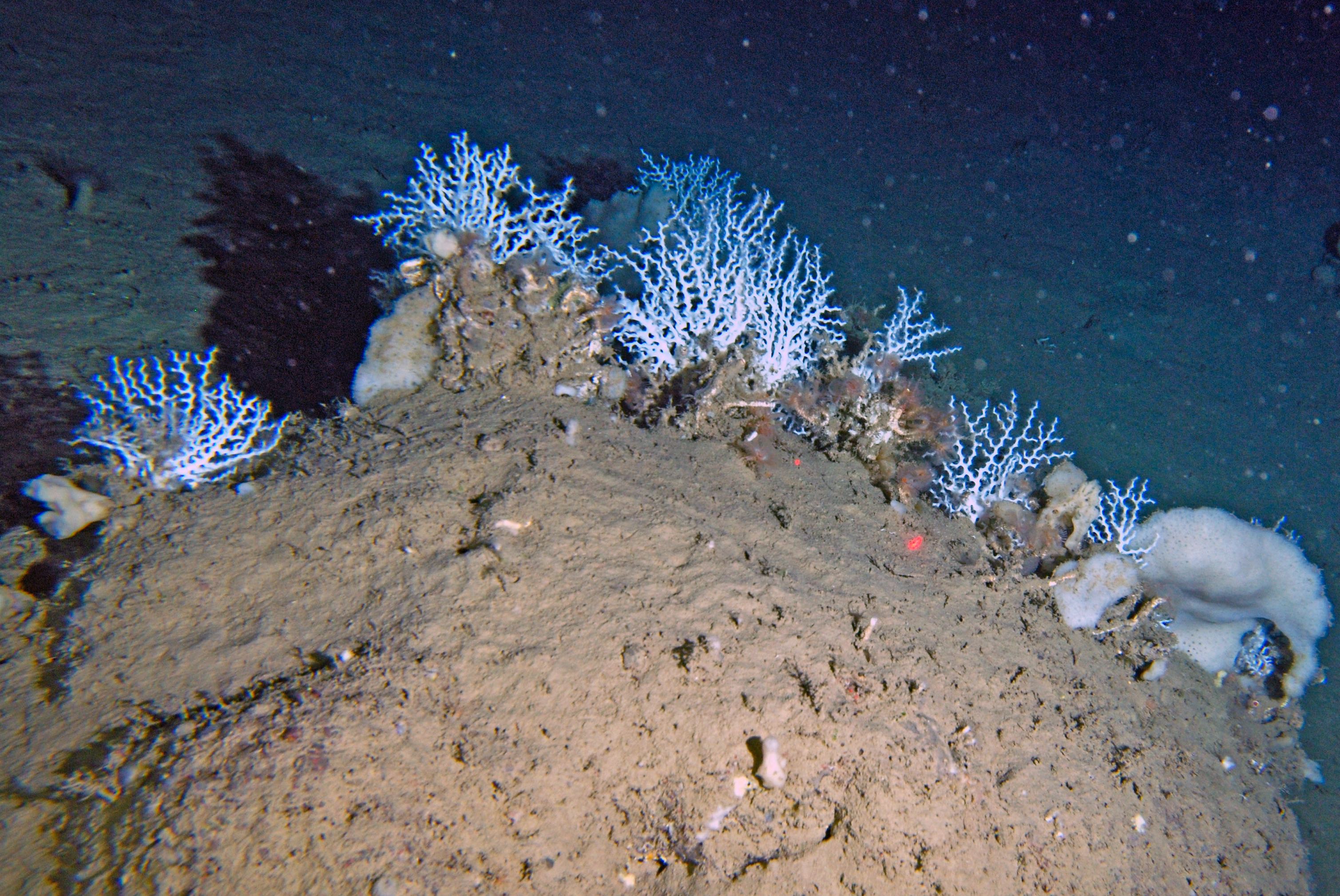 The Secret World of Deep Sea Corals