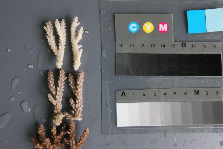 This photo shows differences in bleaching susceptibility of corals from two locations, the top row is a coral from a more moderate environment, and the middle row is a coral from a more extreme environment. This research demonstrates that non-lethal, extreme temperature exposure may pre-condition the corals to survive additional high-temperature exposures compared to corals from more moderate locations.