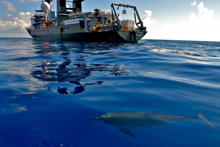 One of about a dozen dolphins that put on a show for us today. 