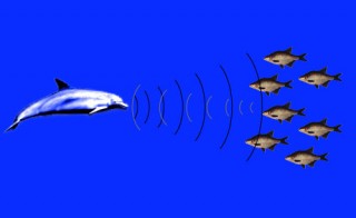 Like a dolphin, the ADCP uses pulses of sound—but at much higher frequencies (far too high in pitch for humans or animals to hear), and directed along much narrower beams. 