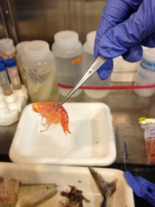 A close up of one of the more common amphipods seen while sorting. Amphipods mainly get their color from what they eat.