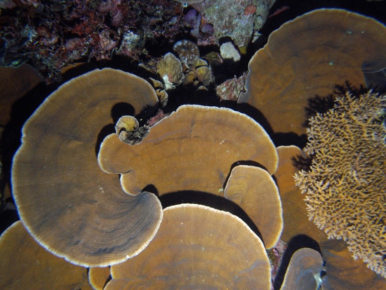 A downward looking view of corals in 40-50 meters depths at Scott Reef. 
