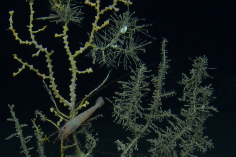 Fuzzy, grayish hydroids encrust this deep-sea coral on the seafloor near the Deepwater Horizon oil spill. 