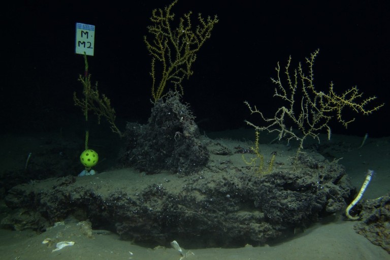 This marker helps researchers return to specific areas of interest on the seafloor. The yellow wiffle ball provides size prospective for image analysis. 