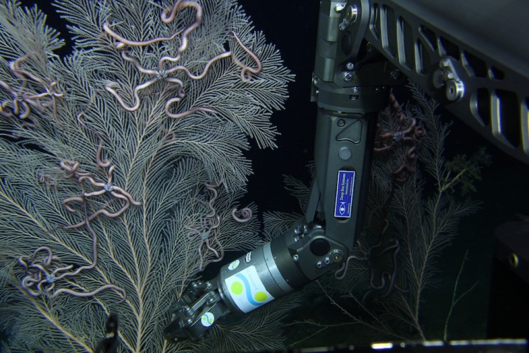 ROV Global Explorer MK3 manipulator arm is positioned to collect a sample branch of this deep-sea coral.
