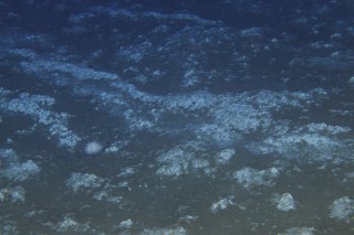 Bacterial mats on soft sediment are indicative of a cold seep. 