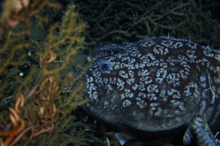Two goosefish (Sladenia shaefersi) were observed today with ROV Global Explorer MK3 at 1000 meters depth. 