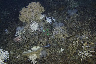 A community grows on dead Lophelia rubble, visible are octocorals Paramuricea and Plumarella. Tufts of live Lophelia are also visible.