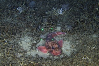 A Scorpionfish the Lophelia rubble.