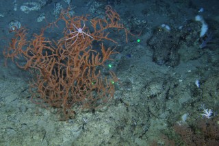This Leiopathes (black coral), photographed on site 'Okeanos Ridge', is home to a chirostylid crab.